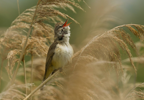 Rákosník zpěvný  (Acrocephalus palustris)  A42I9089ok