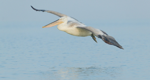 Pelikán kadeřavý  (Pelecanus crispus)  A42I9171ok