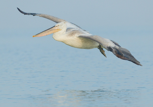 Pelikán kadeřavý  (Pelecanus crispus)  A42I9171ok