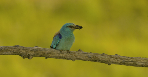 Mandelík hajní  (Coracias garrulus)  A42I9180ok