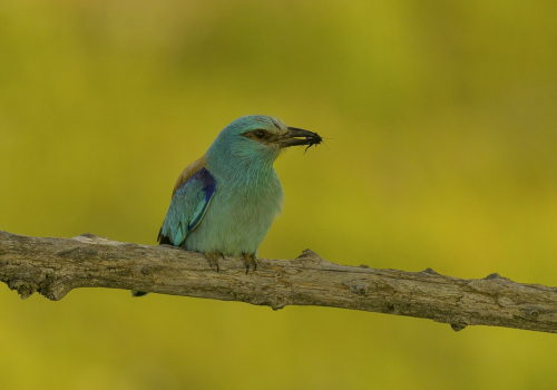 Mandelík hajní  (Coracias garrulus)  A42I9180ok