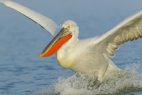 Pelikán kadeřavý  (Pelecanus crispus)  A42I9212ok
