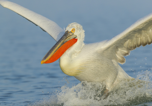 Pelikán kadeřavý  (Pelecanus crispus)  A42I9212ok