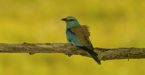 Mandelík hajní  (Coracias garrulus)  A42I9234ok