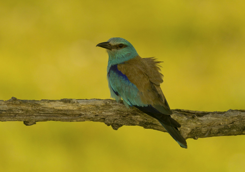 Mandelík hajní  (Coracias garrulus)  A42I9234ok