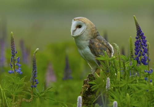 Sova pálená  (Tyto alba)  A42I9263ok