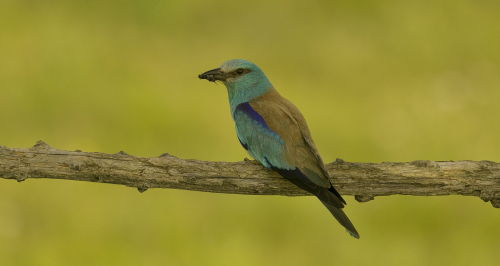 Mandelík hajní  (Coracias garrulus)  A42I9299ok1