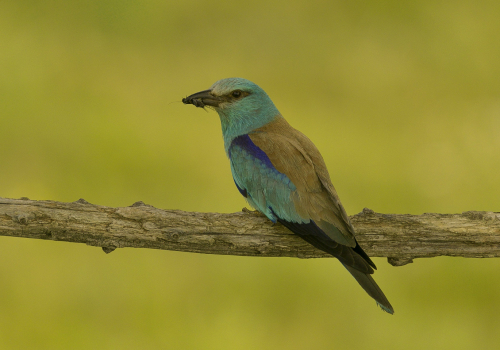 Mandelík hajní  (Coracias garrulus)  A42I9299ok1