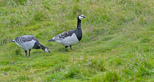 Berneška bělolící  (Branta leucopsis)  A42I9374ok