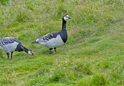 Berneška bělolící  (Branta leucopsis)  A42I9374ok