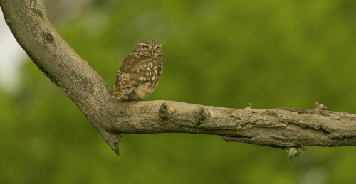Sýček obecný  (Athene noctua)  A42I9384ok