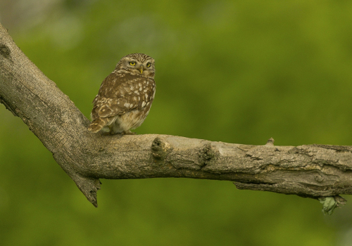 Sýček obecný  (Athene noctua)  A42I9384ok
