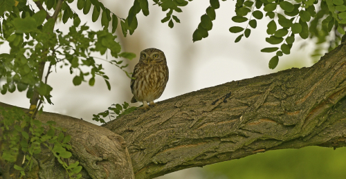 Sýček obecný  (Athene noctua)  A42I9399ok