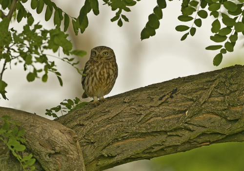 Sýček obecný  (Athene noctua)  A42I9399ok