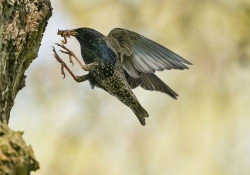 Špaček obecný  (Sturnus vulgaris) A42I9407ok