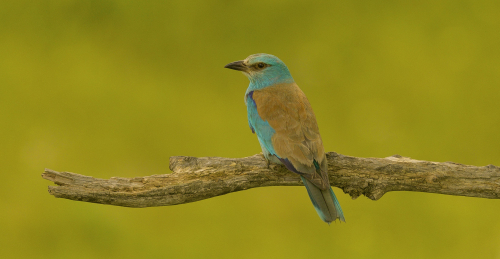 Mandelík hajní  (Coracias garrulus)  A42I9410ok