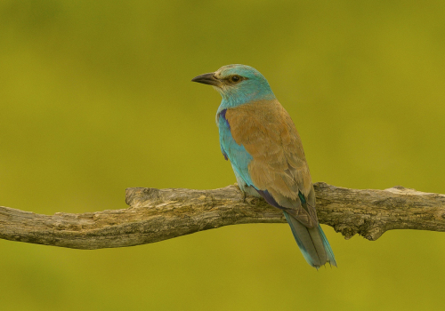 Mandelík hajní  (Coracias garrulus)  A42I9410ok