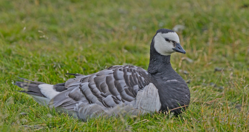 Berneška bělolící  (Branta leucopsis)  A42I9418ok