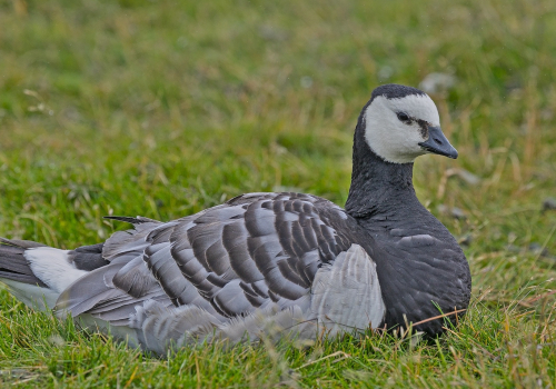 Berneška bělolící  (Branta leucopsis)  A42I9418ok