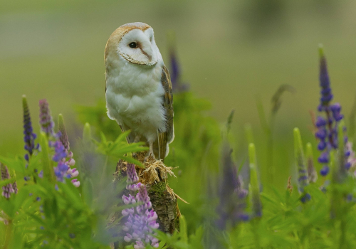 Sova pálená  (Tyto alba)  A42I9485ok