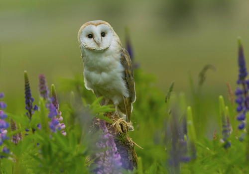 Sova pálená  (Tyto alba)  A42I9490ok