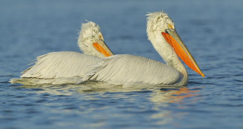 Pelikán kadeřavý  (Pelecanus crispus)  A42I9525ok