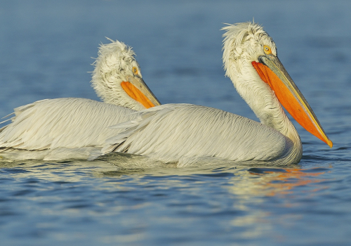 Pelikán kadeřavý  (Pelecanus crispus)  A42I9525ok