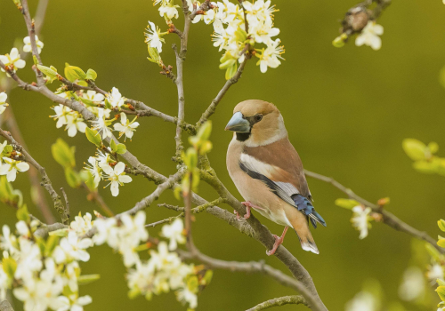 Dlask tlustozobý  (Coccothraustes coccothraustes)  A42I9561ok