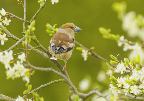Dlask tlustozobý  (Coccothraustes coccothraustes)  A42I9573ok