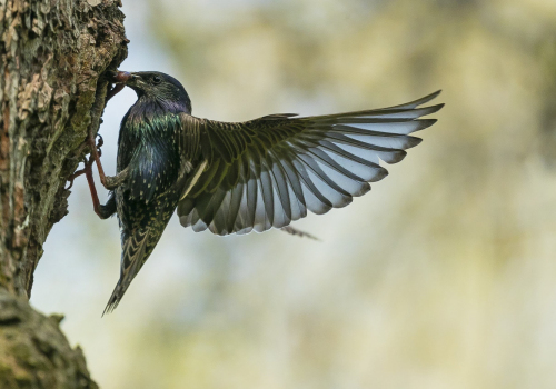 Špaček obecný  (Sturnus vulgaris) A42I9592ok