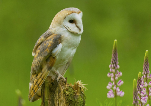 Sova pálená  (Tyto alba)  A42I9611ok