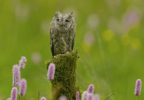 Výreček malý  (Otus scops)  A42I9701ok
