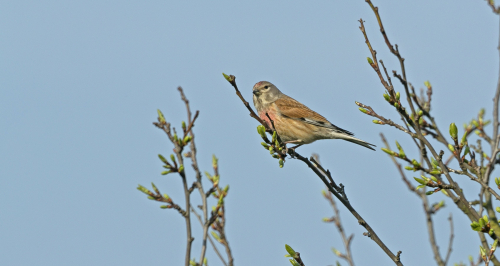 Čečetka zimní  (Carduelis flammea)  A42I9762ok
