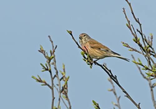 Čečetka zimní  (Carduelis flammea)  A42I9762ok