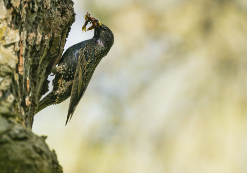 Špaček obecný  (Sturnus vulgaris) A42I9781ok