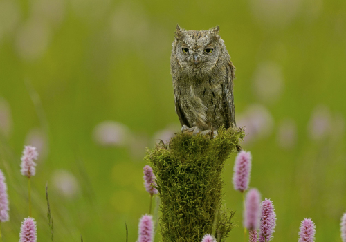 Výreček malý  (Otus scops)  A42I9815ok