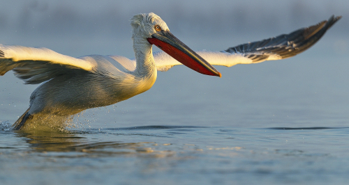 Pelikán kadeřavý  (Pelecanus crispus)  A42I9829ok