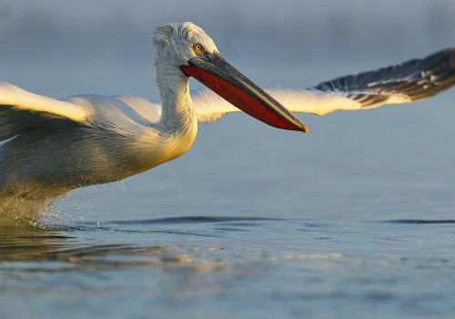 Pelikán kadeřavý  (Pelecanus crispus)  A42I9829ok