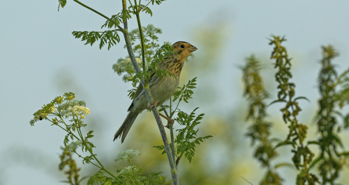 Linduška lesní  (Anthus trivialis)  A42I9856ok