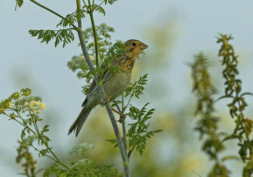 Linduška lesní  (Anthus trivialis)  A42I9856ok