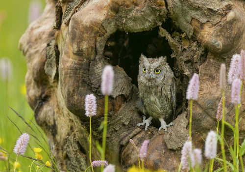 Výreček malý  (Otus scops)  A42I9870ok