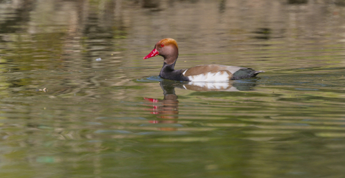 Zrzohlávka rudozobá  (Netta rufina)  A42I9902ok