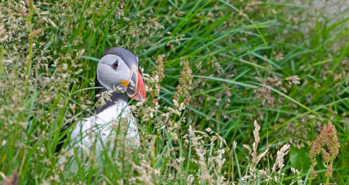 Papuchalk severní  (Fratercula arctica)  A42I9935ok