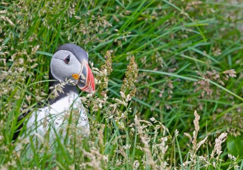 Papuchalk severní  (Fratercula arctica)  A42I9935ok