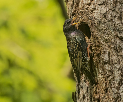 Špaček obecný  (Sturnus vulgaris)  D53A0006ok