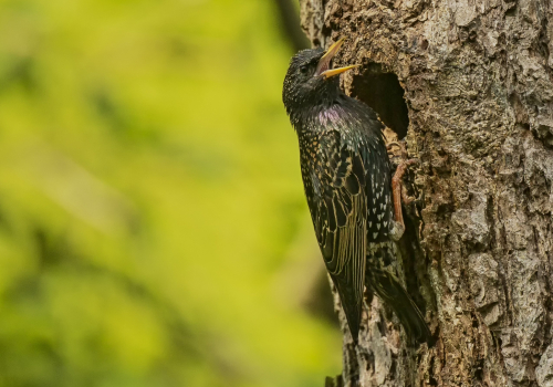 Špaček obecný  (Sturnus vulgaris)  D53A0006ok
