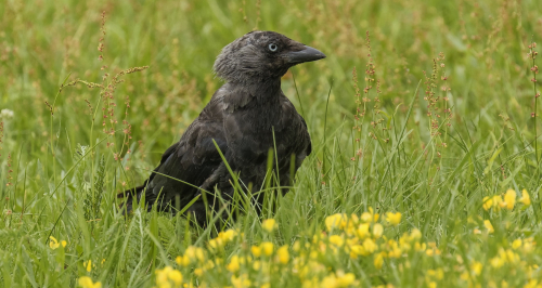 Kavka obecná  (Corvus monedula)  D53A0745ok