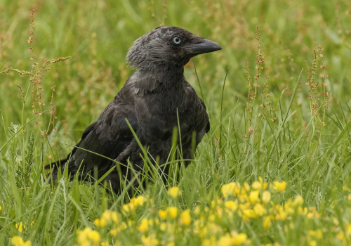 Kavka obecná  (Corvus monedula)  D53A0745ok