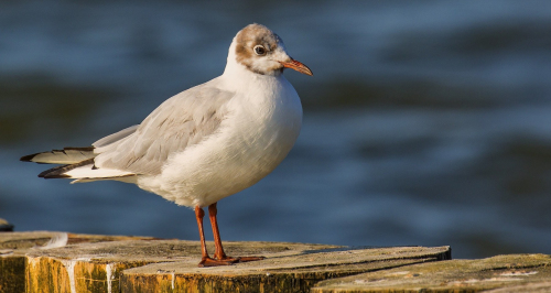 Racek chechtavý  (Chroicocephalus ridibundus)  D53A0807ok