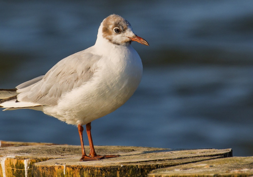 Racek chechtavý  (Chroicocephalus ridibundus)  D53A0807ok